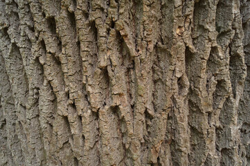 tree bark texture