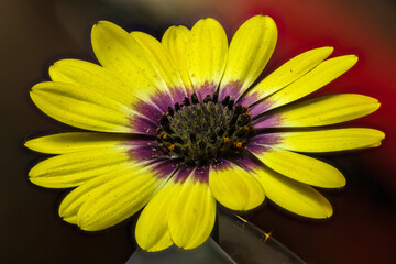 Flower of African Daisy (Osteospermum spec.)