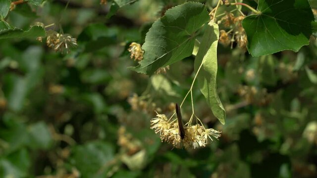 Picking Small-Leaved Lime flowers for tea (Tilia cordata) - (4K)