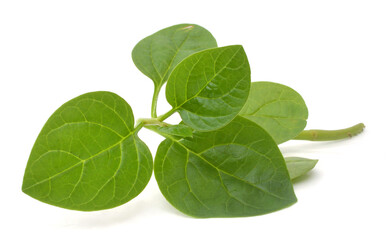 Malabar spinach isolated on white.