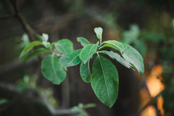 Beautiful bright natural background with a branch of an apple tree. Leaves close up.