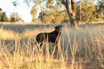 Female rottweiler dog standing in long grass while walking in the bush