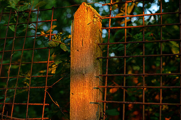 old rusty metal mesh fence in the rain, shallow depth of field. Garden details. Decorative wire mesh of fence with hole