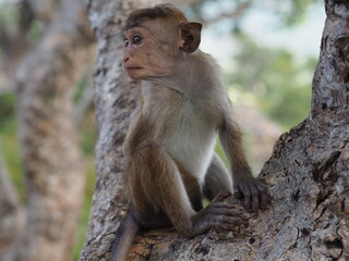 Young macaque monkey sits and looks into the distance	