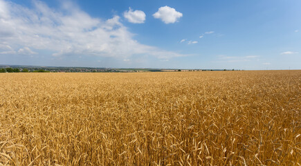 summer wheat field wide scene