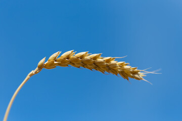 closeup golden wheat ear on a blue sky background