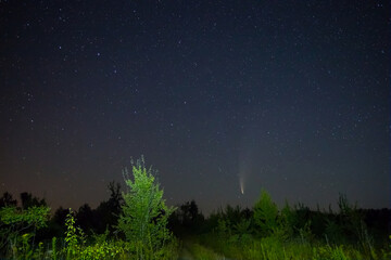 Comet NEOWISE on a night sky above a forest glade, night outdoor scene