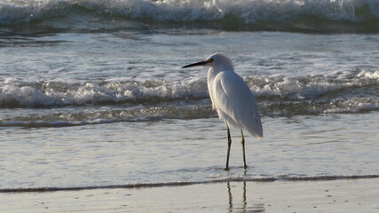Northern beaches, Florianópolis / SC - Brazil