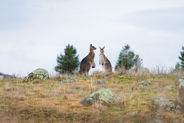 Kangaroos in open field during a cloudy wet day