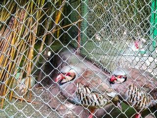 gray peacock pheasant bird in the cage