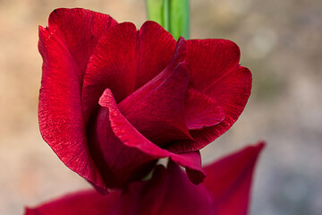 red gladiolus flower