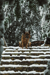 a German Shepard enjoying the snow day 