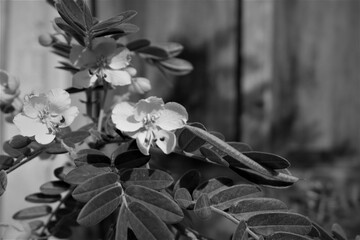 Arte y fotografía de lucero 