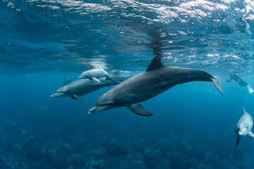 Dolphins inhabiting  in Mikurajima, Tokyo, Japan
