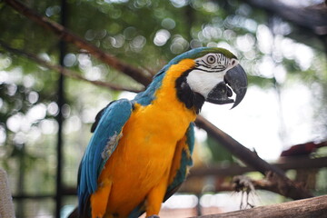 blue and gold macaw