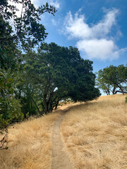 Hiking Path Through Brown Grass and Trees in Martinez, California Foothills
