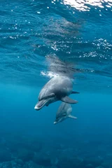 Gordijnen Dolphins inhabiting  in Mikurajima, Tokyo, Japan  © divedog