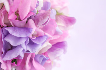 Sweet peas multicolor bunch of flowers