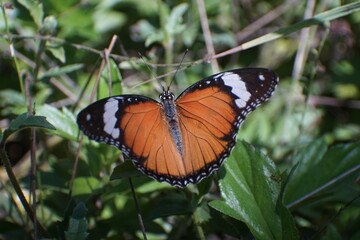 Obraz premium butterfly on a flower