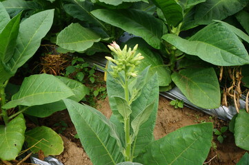 green tobacco leaves in the garden