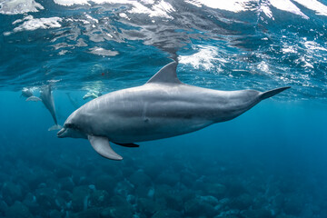 Dolphins inhabiting  in Mikurajima, Tokyo, Japan
