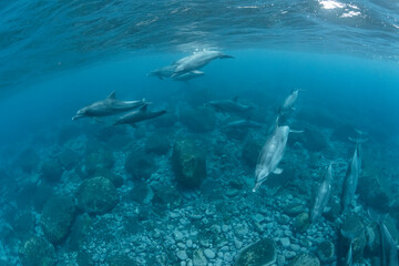 Fototapeta na wymiar Dolphins inhabiting in Mikurajima, Tokyo, Japan 