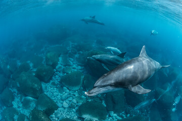 Dolphins inhabiting  in Mikurajima, Tokyo, Japan
