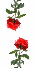 Nature themed 4K (16:9) mobile wallpaper: red rose