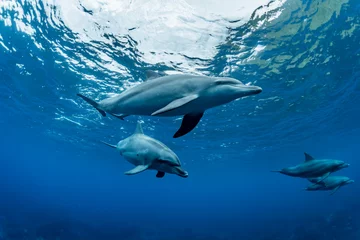 Schilderijen op glas Dolphins inhabiting  in Mikurajima, Tokyo, Japan  © divedog