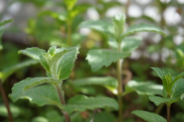 Fototapeta na wymiar fresh Herbs