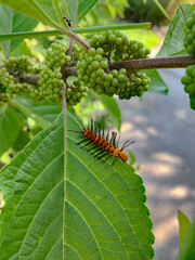 Naklejka premium Caterpillar and Ant Crawling on Leaf