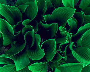 Beautiful bright green leaves ornamental plant hosta.Hosta Tratt. Texture, green.Hosta Vetricosa. Full Frame Shot Of Plants Growing Outdoors - Powered by Adobe
