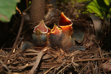 hungry nestlings © Patricio