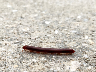 Rusty Millipede Crawling on Ground
