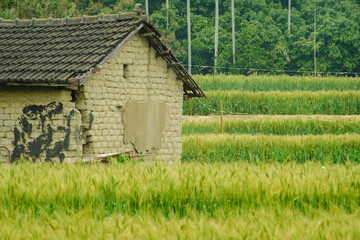Fototapeta na wymiar Green wheat field in Daya District, Taichung, Taiwan.
