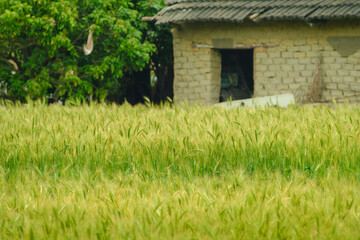 Green wheat field in Daya District, Taichung, Taiwan.