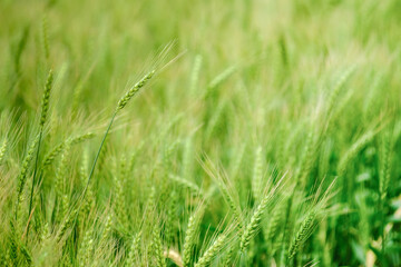 Close-up of green wheat plants in Daya District, Taichung, Taiwan.