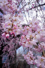 Obraz premium 立本寺の枝垂れ桜