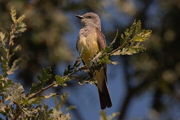 Western Kingbird Adult Perched in a Tree