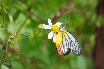 A painted jezebel, found widely across Asia, including in Malaysia and Singapore.