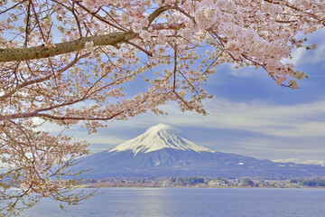 富士山とサクラ