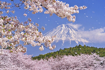 岩本山公園の桜と富士山