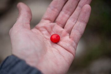 Red berry in the palm of your hand.