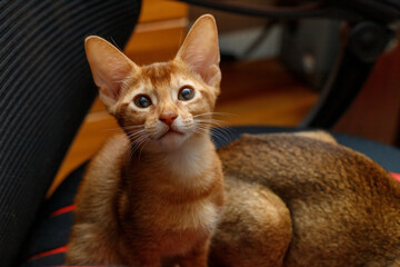 Abyssinian cat, kitten sitting on an office chair