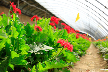 African chrysanthemum are in the greenhouse