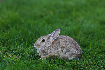 Wild bunny rabbit in green grass