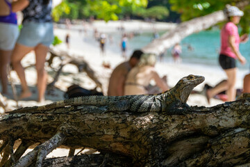 A Costa Rican iguana basks in the sun on the beach