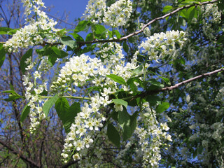 flowers of white cherry blossomed on trees in the spring in the Park
