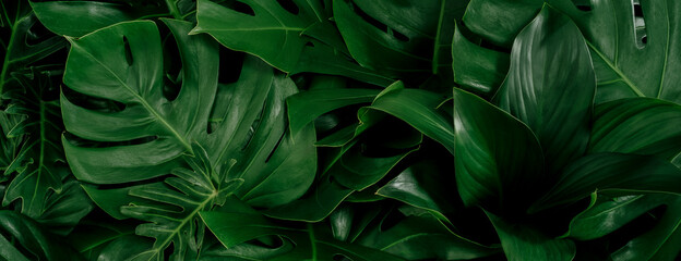 Naklejka na ściany i meble Abstract green leaves nature texture background. Creative layout for design