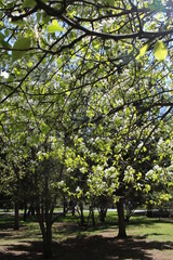 flowering Apple trees with green leaves on branches in the spring in the Park